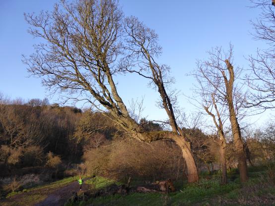 Evening sun on a leaning sycamore tree, at the bottom of a shallow valley with a jogger running by. The tree trunk has grown in a big leftward step, called a dog's leg, 6-8m from the ground, before turning towards the vertical again.