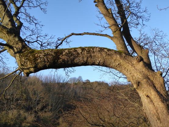 Closeup of a dog's-leg sycamore limb in evening light