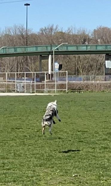 Miniature Australian shepherd in mid-jump facing away from camera with a frisbee in his mouth, about 60cm above the grass he just jumped up from.