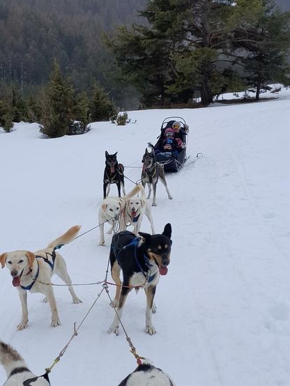 6 visible dogs attached to a sled (out of 8). A family of 4 in the sled. Snow. Trees far away.