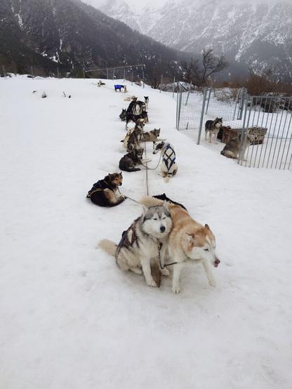 A group of dogs in the snow attached to a rope and waiting to leave for a ride
