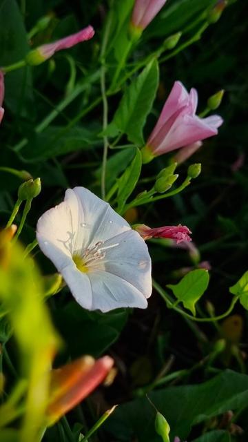 Close up picture of a little wild flower with some rain drops on it surrounded by green grass.