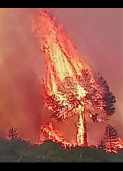 Pehuén (conífera de copa globosa, Araucaria araucana) totalmente en llamas en medio del incendio en el sur argentino.