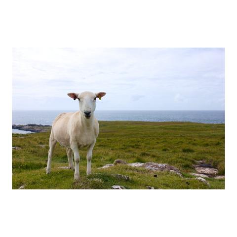 Un mouton blanc au premier plan à gauche de l'image sur une plaine d'herbe verte qui s'étend jusqu'à la mer au loin.