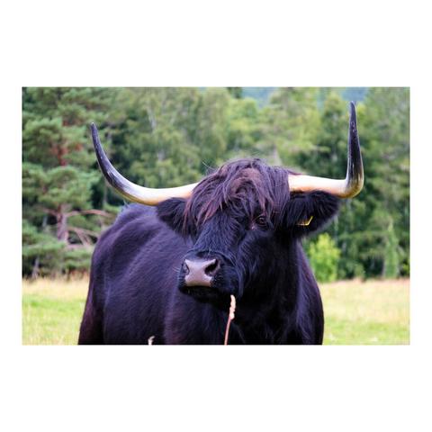 Un taureau de race highland, au poil long et noir, devant un arrière plan boisé. Sa tête est tournée vers la gauche de l'image, son œil gauche apparaît à travers une mèche de poils. Ses cornes dressées se terminent par des touches de couleur noire.