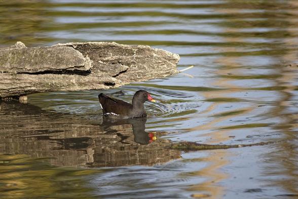 Eine Teichralle schwimmt in einem Teich unter einem im Wasser liegenden Baum durch.
A Waterhen swims under a fallen Tree