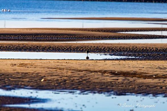 "The image captures a tranquil coastal scene, featuring tidal pools and sandbars that create mesmerizing horizontal lines across the landscape. The shallow pools of water nestled between the sandbars reflect the sky, adding to the serenity of the scene. A shorebird stands in one of the tidal pools at the center, offering a focal point and a sense of scale. The background reveals a calm expanse of water, which could be an ocean or a large lake, completing the picture of natural beauty. The image is signed "Swede's Photographs" in the bottom right corner." - Copilot