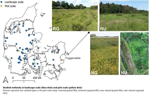maps and photos - Studied wetlands at landscape scale (blue dots) and plot scale (yellow dots). Pictures represent four wetland types in the plot-scale study: restored grazed (RG), restored ungrazed (RU), near-natural grazed (NG), near-natural ungrazed (NU).
