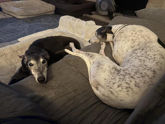 Photo of two greyhound dogs hanging out around a couch. White greyhound is on the couch laying next to the human, looking forward from the couch. Black greyhound is laying on a bed in front of the couch with his head perched on the couch looking at the camera.