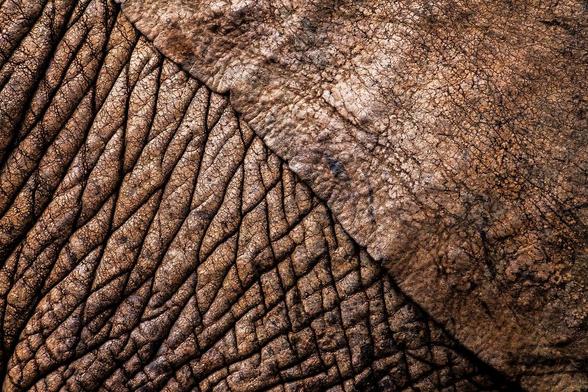 The image shows a close-up of textured, wrinkled skin, which appears to be the skin of an elephant. Elephants have distinctively thick and wrinkled skin, which helps them retain moisture and provides a protective barrier.