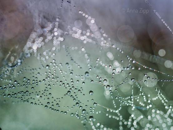 Macro shot of a dew-covered spider web