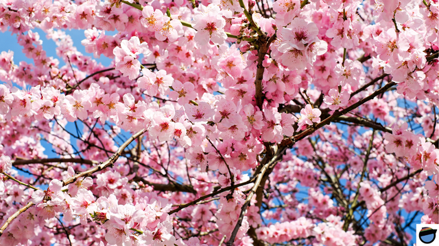 Fleurs de cerisier