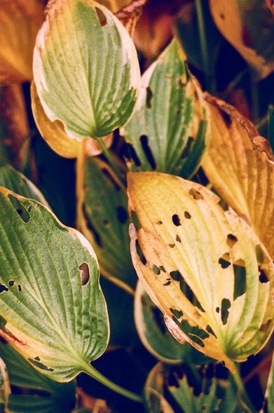 Fading leaves from potted Hosta plants. The leaves are almost oval shaped, asymmetrical and pointed. Their colour varies from green with white edges (the summer colour) through yellows to browns. Most have damage, holes made by slugs or caterpillars. They have small raindrops on them. Portrait format colour photo.