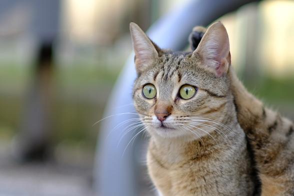 Portrait photo of a young tabby cat with delicate white whiskers.