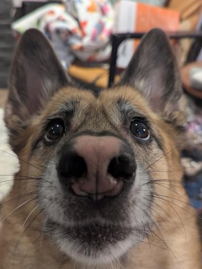 Close-up photo of a dog's face with big, dark eyes and a pink nose, looking upwards.