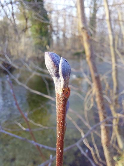 Zwei lila Erlenknospen befinden sich an der Spitze des Astes. Unter den Knospen befindet sich die Blattnarbe. An dieser Stelle hat der Baum das Laubblatt im Herbst abgeworfen. Jeder Baum hat eine individuelle Form der Blattnarben. Bei der Erle sieht die Blattnarbe aus wie ein Smiley.