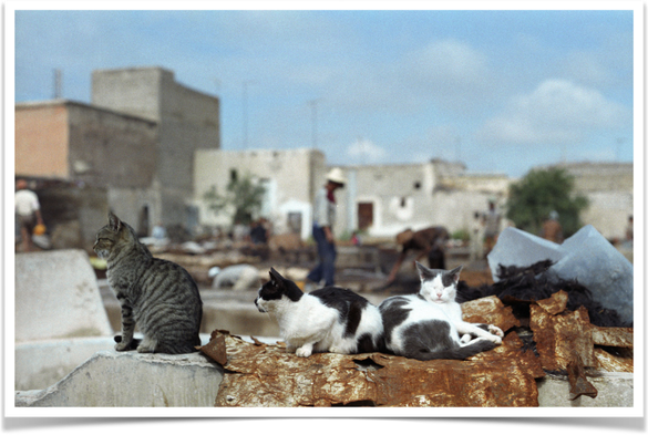 This is a tannery in Marrakech. And there are 3 relaxed cats in the picture.