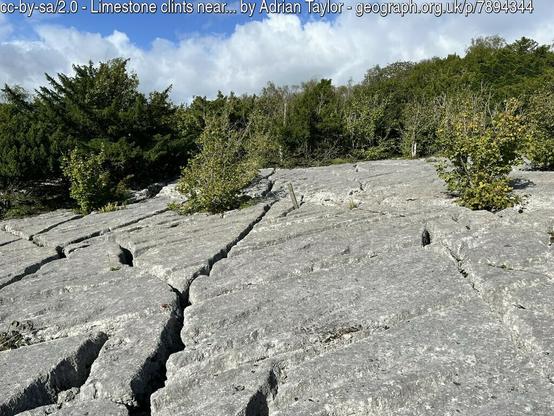 A flat rock layer, riven by narrow cracks in which a few plants grow, under a bright sky of blue with white clouds.