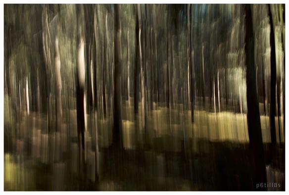 Impressionistisch fotografierter Birkenwald