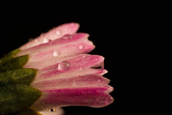 Macro shot of a daisy. The back of the petals are pink and white with some water droplets on them. The background is black.