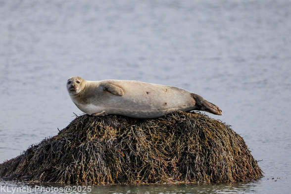 Draw me like one of your French Harbor Seals