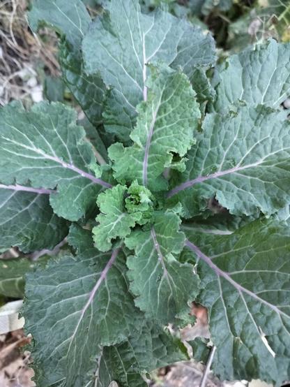 Photo of leafy kale with slight purple tinge on leaf veines