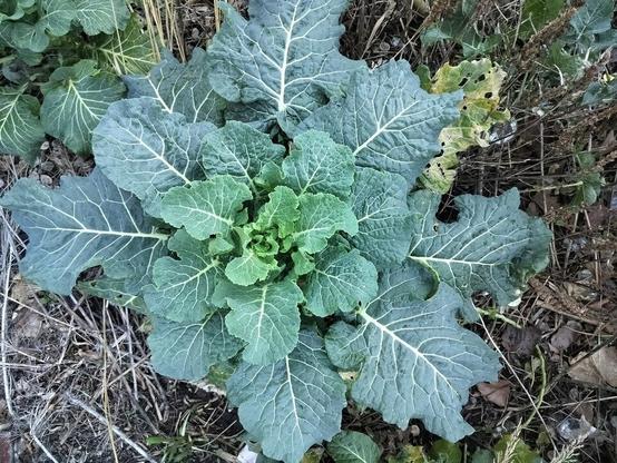 Photo of leafy kale with savoy-esque texture
