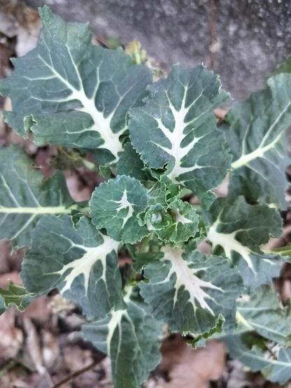 Pronounced white leaf veines