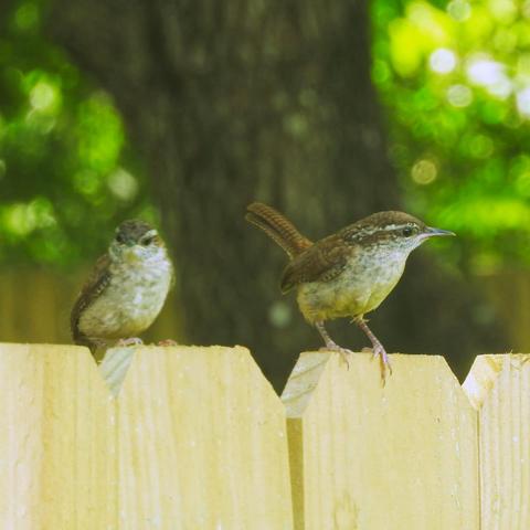 Two wrens sit on top of a wooden fence. Behind them is the blurred out trunk of a tree with some green and yellow sparkles from a sunny day. These are young Carolina Wrens. Photo by Peachfront.