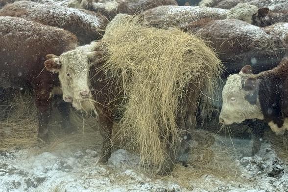 When you just can't wait for the bedding so you grab yourself a blanket
A Hereford calf with a large wad of hay on it's back
