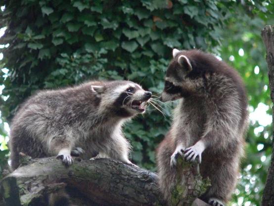Due procioni su un ramo, sembra stiano litigando. Quello che sta a sinistra sta urlando in faccia all'altro, che lo guarda fisso negli occhi e si è messo un po' sulla difensiva. Dietro di loro c'è una pianta con tante foglie verdi