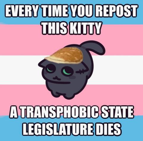 A cartoon cat with green eyes and a pancake on its head is set against a background of pink and blue stripes. The text reads, "EVERY TIME YOU REPOST THIS KITTY A TRANSPHOBIC STATE LEGISLATURE DIES“