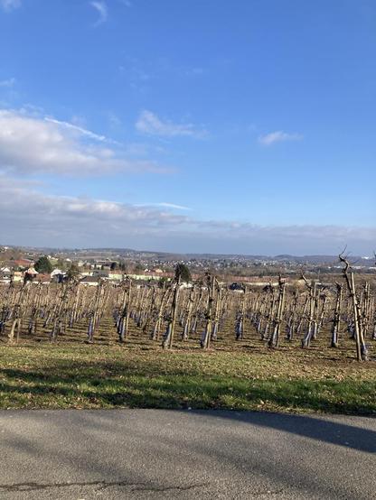 Blauer Himmel im oberen Teil des Fotos. Darunter weiter Blick in die Landschaft mit vordergründig stehenden winterlich kahlen Apfelbäumen einer Apfelplantage.