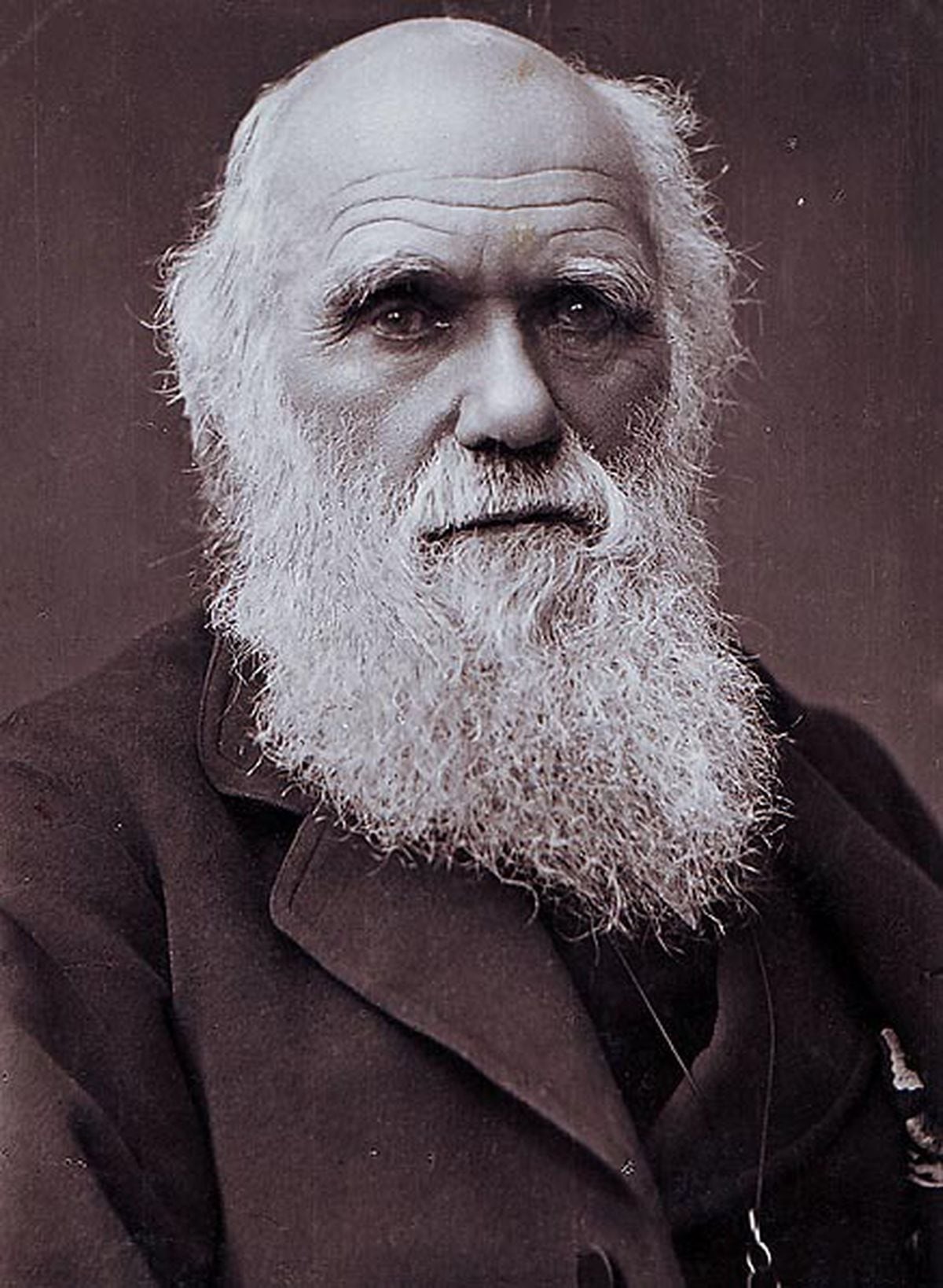 Charles Darwin portrait