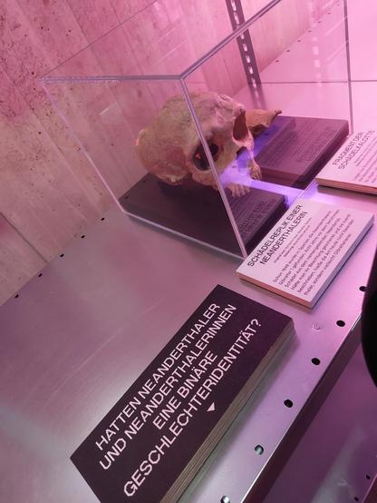 Alles in rosa Licht getaucht. Auf einer Metalloberfläche ist links eine schwarze Holztafel mit weißem Text, die sich aufklappen lässt. Der Text lautet: "Hatten Neanderthaler und Neanderthalerinnen eine binäre Geschlechtsidentität?"
Rechts daneben ist in einem Glaskasten eine Schädel-Replik einer Neanderthalerin ausgestellt. Darunter ist eine Textafel: "Schädelreplik einer Neanderthalerin. Original aus Gorham's Cave, Gibraltar, Spanien. Datierung etwa 60.000 Jahre alt. Schon 1848 wurde in Spanien die Neanderthalerin Gibraltar 1 gefunden. Acht Jahre vor dem berühmten Schädel aus dem namensgebenden Neanderthal. Hätte man ihr Beachtung geschenkt und sie zuerst beschrieben, hieße die Art heute nicht Neanderthaler, sondern vielleicht Gibraltarianer."