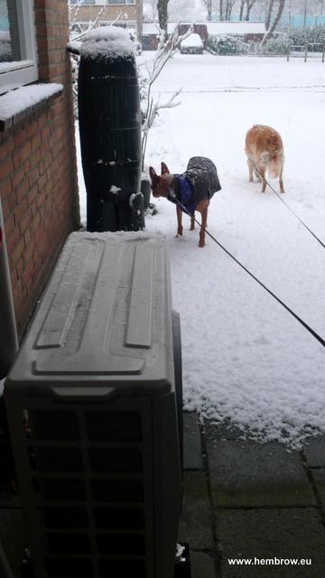 Outdoor unit of our heat pump, a water butt and two dogs standing next to the side of our home.