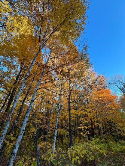 Golden autumn leaves adorn tall birch trees against a clear blue sky, creating a stunning fall forest scene.