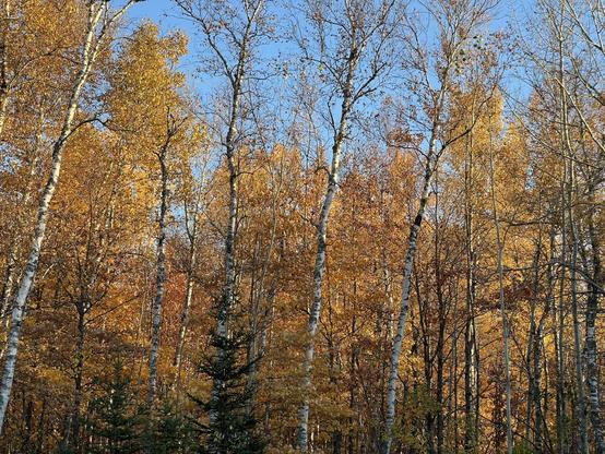 Golden autumn foliage contrasts with white birch trunks and a deep blue sky, creating a vibrant seasonal forest scene.