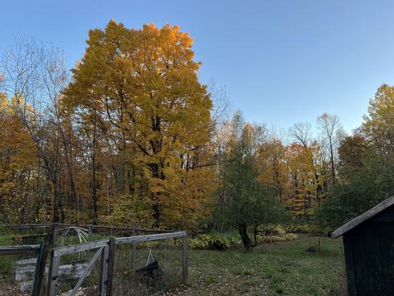 Golden autumn trees glow against a clear blue sky, with a fenced garden and a small dark shed adding rustic charm to the scene.