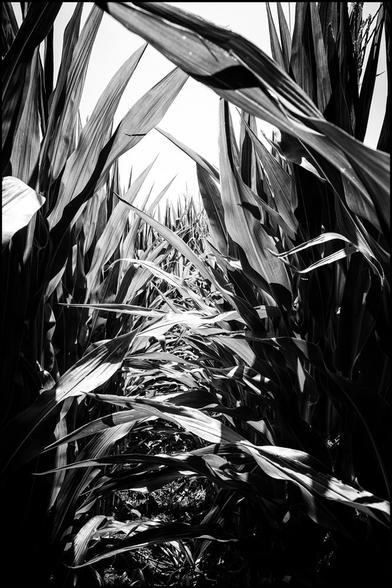 Walking in Corn Fields is a black and white photograph of walking through the corn stalks so depict that feeling in Field of Dreams
