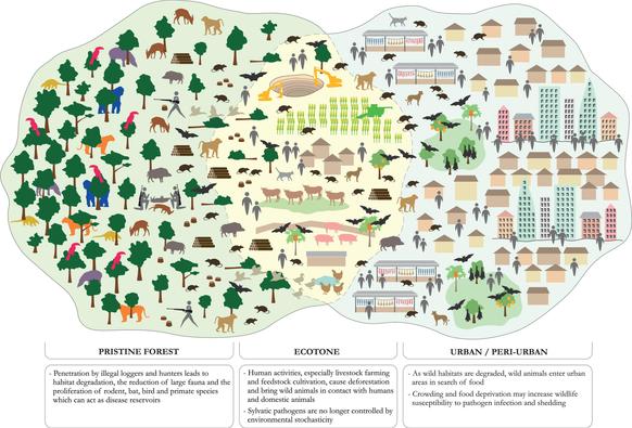 Figure 2 Tropical deforestation and overhunting as drivers of wildlife-origin zoonotic disease transmission

The figure is too complex to summarize, but it shows a type of spectrum (from left to right) of mixing with wild on one side and dense urban on the other.

<💬>
A global shift to predominantly plant-based diets has therefore been identified as crucial to reduce GHG emissions129,136,137 and biodiversity loss.138,140 These diets, sometimes referred to as ‘flexitarian diets’, are informed by current evidence on healthy eating and characterised by large amounts of plant foods (fruit, vegetables, plant source proteins like pulses, nuts and seeds, wholegrains and unsaturated plant oils), modest amounts of animal source proteins (fish, poultry, eggs, dairy), low amounts of red meat (beef, lamb, goat, pork) and processed meat, limited amounts of saturated fats, added sugar, refined grains and highly processed foods, and a balanced energy intake.156 As discussed in the previous section, such a dietary shift may contribute to also reducing the risk of wildlife-origin zoonotic disease outbreaks and EID events.76,106 In addition, a transition to more plant-based diets characterised by low shares of livestock source products would generate other important human health,22,156,163,178–182 agronomic and food security183–185 benefits (Figure 3) (see Webappendix 5. The human health, agronomic and food security benefits of predominantly plant-based (flexitarian) diets).
</💬>