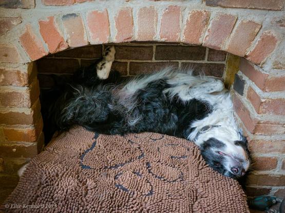A black and white border collie is lying on her back with her feet in the air. She is in a little cubbyhole in a brick arch, on a brown dog bed. Her head is hanging over the edge of the cushion with her chin and slightly open lips. She is obviously fast asleep.