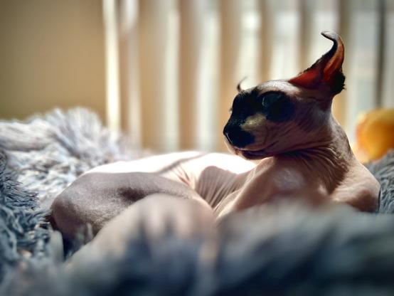 Elf cat sunbathers on her bed with curvy ears like horns in a contrasted pose
