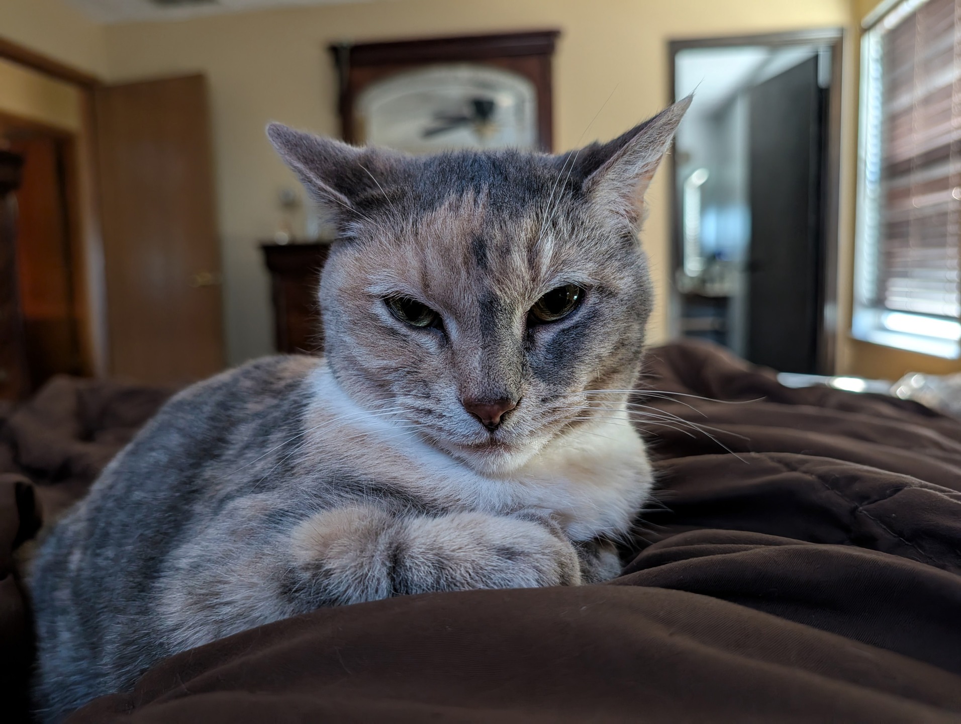 Sugar the cat, looking highly disapproving