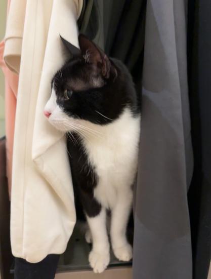 Eine schwarz-weiße Katze zwischen Kleidung auf Bügeln