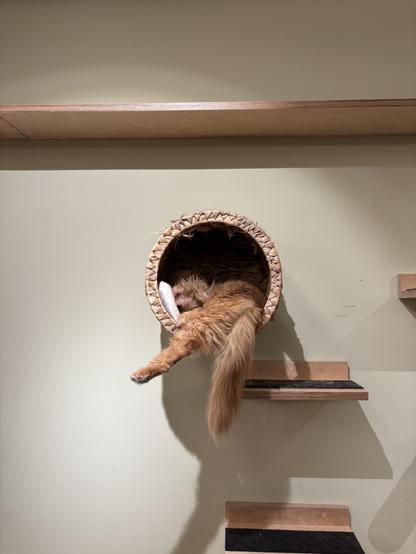 Eine fluffige rote Katze liegt in einem runden Korb, der an der Wand angebracht wurde. Der buschige Schwanz und eine Pfote hängen heraus