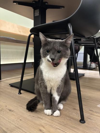 Eine grau-weiße Katze leckt sich das Maul.