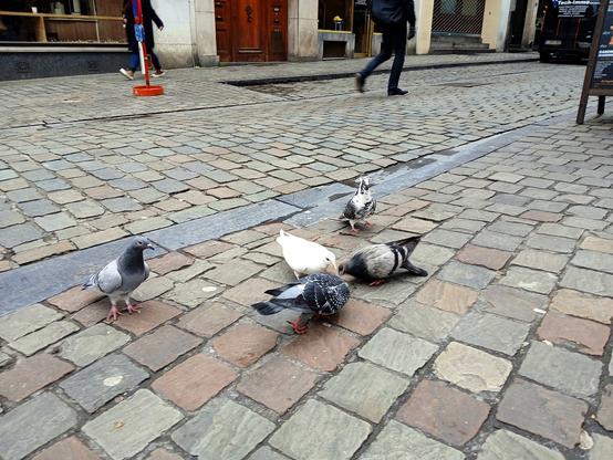 Un pigeon tout blanc!