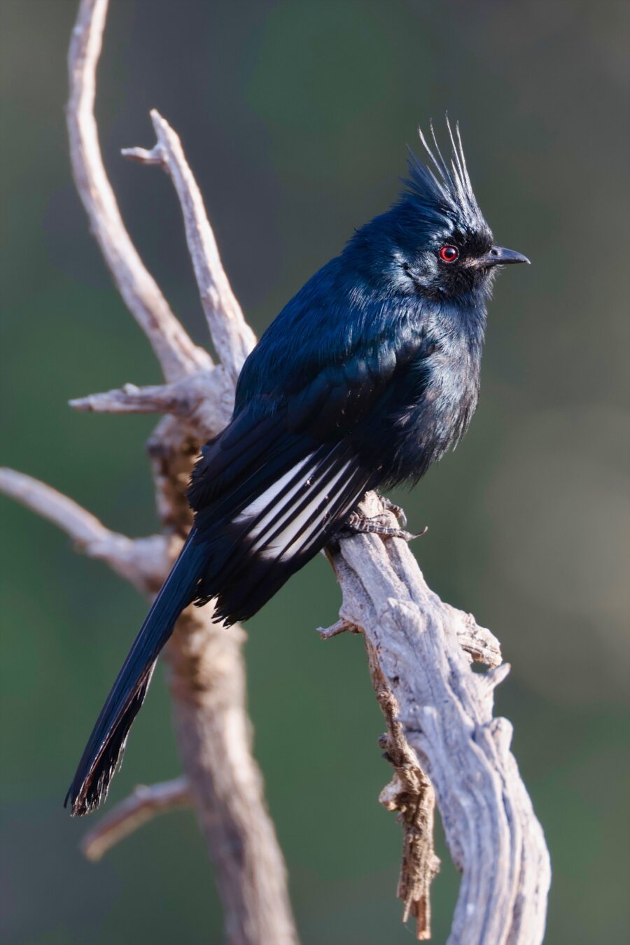 A large glossy-black bird with a long tail and pointed crest above his head has eyes like laser beams and attitude like an ancient Aztec chieftain gazing over a kingdom.