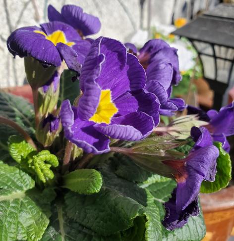 Purple primrose flowers in large outdoor planter.